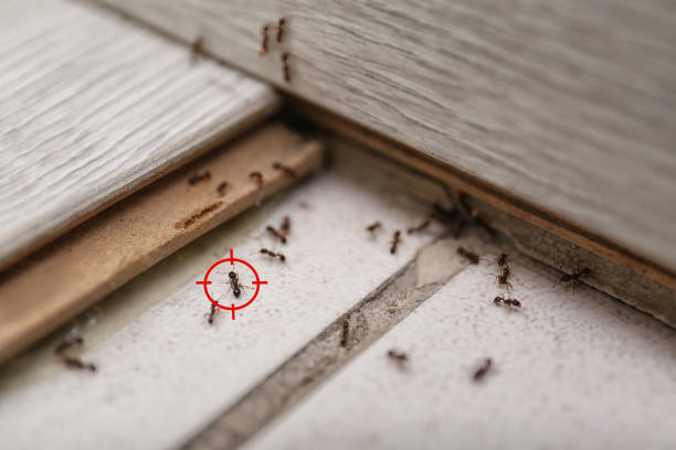 Best Wildlife Control Services  in North Alamo, TX