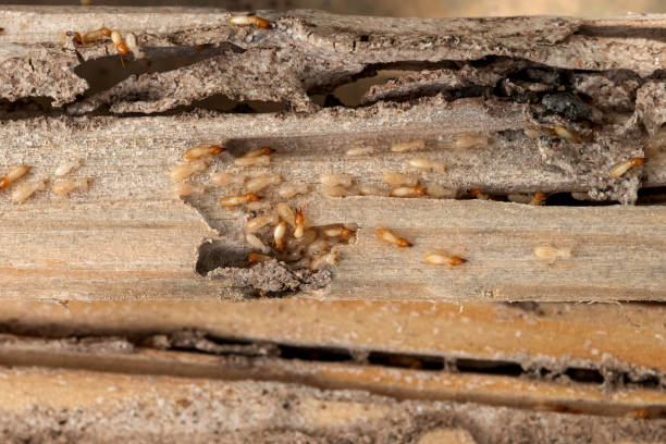 Best Pest Control for Homes  in North Alamo, TX