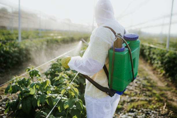  North Alamo, TX Pest Control Pros